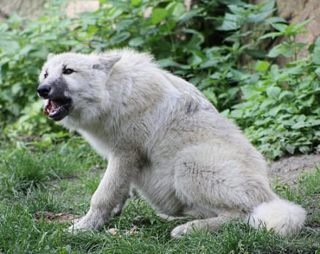 white wolf - wolf wallpaper, wolfrunning, winter, spirit, wolf, dog, wolf pack, mythical, howling, howl, wisdom beautiful, grey, arctic