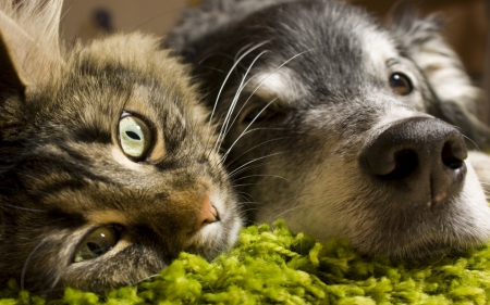 Friends - animal, green, cute, dog, friend, cat