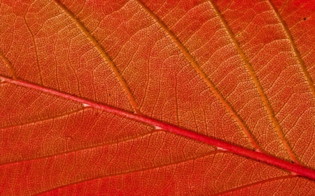 Autumn - autumn, orange, pattern, leaf, texture