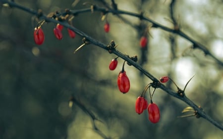 Autumn - berry, dogwood, dog-rose, nature, autumn, red, green, fruit, thorn