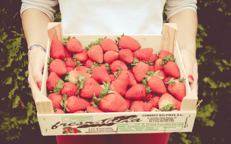 *** Strawberries *** - fresh, fruits, food, strawberries