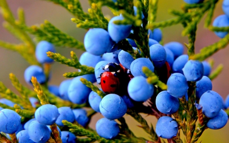 Juniper - ladybug, autumn, berry, red, blue, green, juniper, fruit