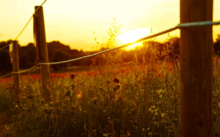 *** Sunset *** - field, meadow, sunset, nature