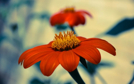 *** Red flower *** - flowers, flower, nature, red