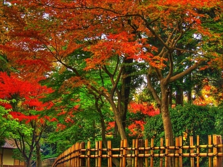 Autumn Colors - fence, fall, trees, leaves, bamboo