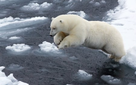 *** White bear *** - bear, white, animal, animals