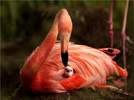 Colorful Mom - flamingo, coral color, baby, mother, bird