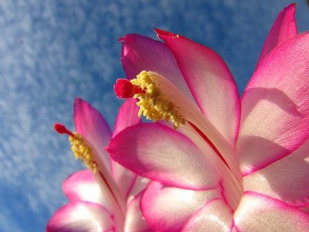 Against a blue sky - white, sky, flower, pink, clouds, blue