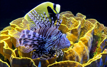 Lionfish - fish, coral, water, lionfish