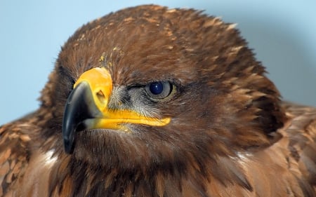 Golden Eagle - golden, eagle, eyes, birds