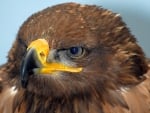 Golden Eagle