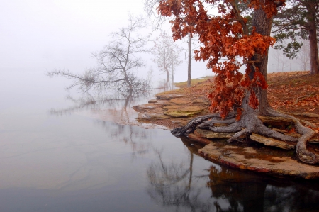 *** Autumn tree *** - fall, tree, nature, autumn