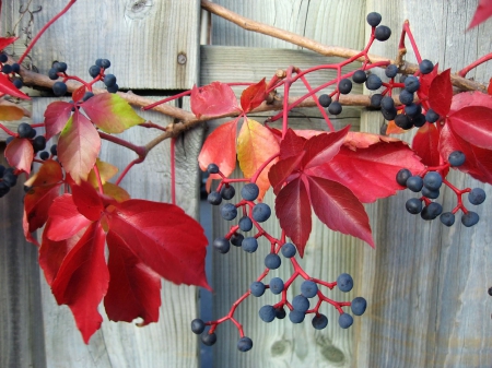 Autumn Berries - branches, autumn, fence, fall, leaves, berries, vines