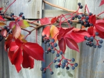 Autumn Berries