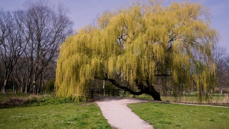 Big Tree - big, tree, green, amazing