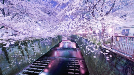 cherry blossoms over walled canal - walls, canal, blossoms, trees