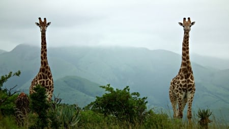 Giraffes - wildlife, scenic, animals, giraffes