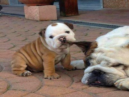 Lets go Mom - Bull dogs, dogs, cute, mother, puppy