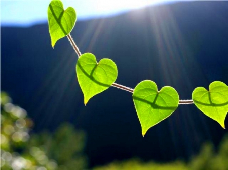 Leaves in the sun - leaves, green, vine, sunlight