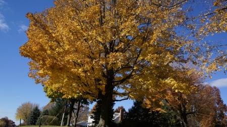 The Beauty Of Autumn - beautiful autumn, autumn beauty, the beauty of autumn, gorgeous autumn