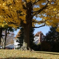 Gorgeous Golden Autumn