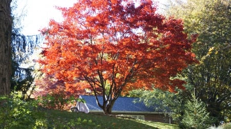 Sunny Autumn Tree - autumn tree, Sunny Autumn Tree, fall tree, red tree