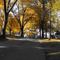 Autumn Road