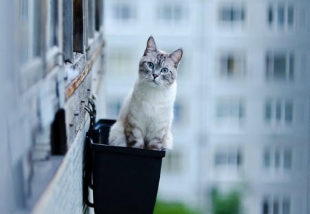 Kitten - kitten, photography, cute, portrait, cat