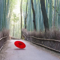 Bamboo  Japan  Kyoto