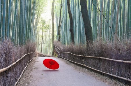 Bamboo  Japan  Kyoto - japan, peaceful, umbrella, bamboo, kyoto, garden