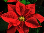 Flower of Christmas