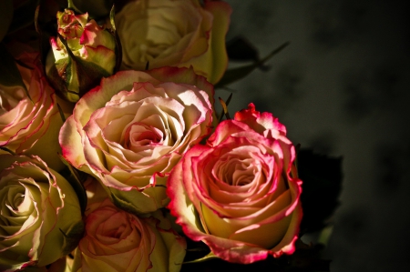 *** Beautiful  Roses *** - flower, roses, rose, flowers, nature