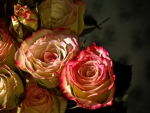 *** Beautiful  Roses ***