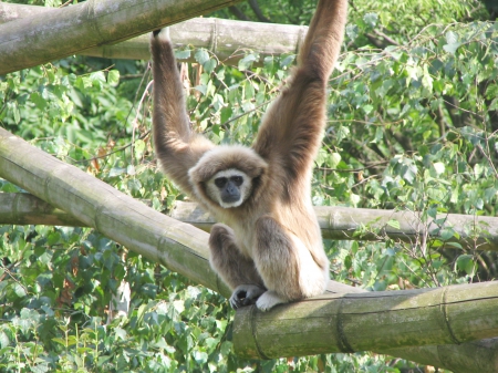 white handed gibbon - brown, monkey, smallfeet, longarmed