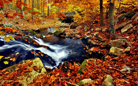 Autumn forest - quiet, cascades, creek, stream, forest, leaves, calmness, lake, woods, falling, trees, flow, pond, fall, colorful, nature, season, autumn, serenity, foliage