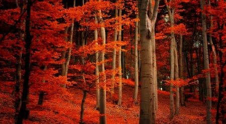 Red forest - trees, branches, carpet, beautiful, slope, forest, lovely, leaves, fall, nature, season, autumn, red, nice, foliage, woods