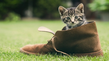 There-Was-A-Young-Cat-That-Lived-In-A-Shoe