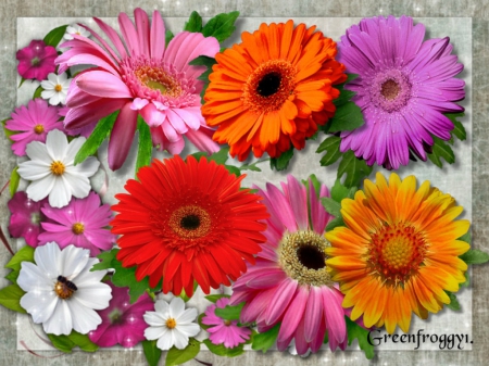 GERBERAS - creation, art, flowers, gerberas