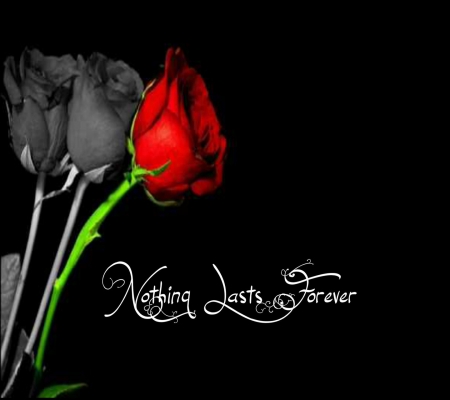 *Words* - love, roses, black and red, red passion, messages, flowers, amour, words, red roses