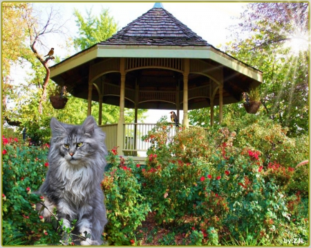 cute cat...... - nature, cat, sun, flowers, garden, bird