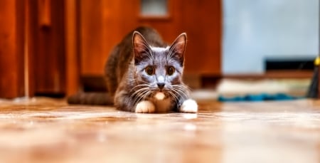 Cat - sleepy, cute, beautiful, cat, sleeping, kitty, cats, hat, cat face, paws, face, animals, pretty, beauty, sweet, kitten, lovely