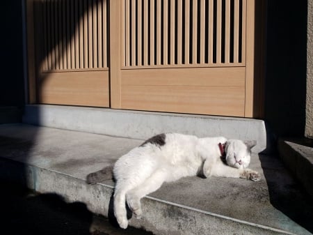 Cat - sleepy, cute, beautiful, cat, sleeping, kitty, cats, hat, cat face, paws, face, animals, pretty, beauty, sweet, kitten, lovely