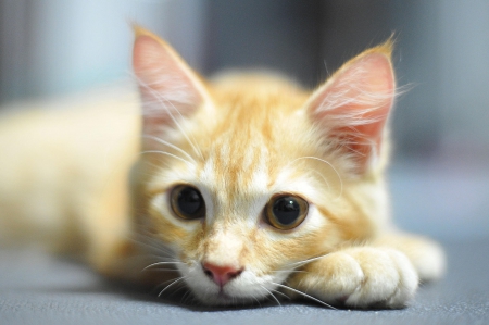 Cat - sleepy, cute, beautiful, cat, sleeping, kitty, cats, hat, cat face, paws, face, animals, pretty, beauty, sweet, kitten, lovely