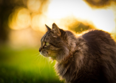 Cat - sleepy, cute, beautiful, cat, sleeping, kitty, cats, hat, cat face, paws, face, animals, pretty, beauty, sweet, kitten, lovely