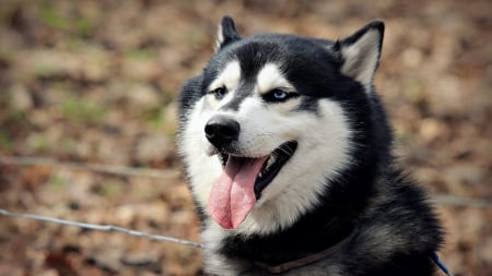 Husky - pretty, beautiful, dog face, puppies, lovely, playful dog, sweet, playful, dogs, cute, face, puppy, animals