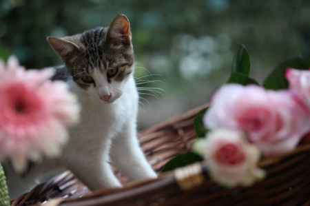 Cat - sleepy, cute, beautiful, cat, sleeping, kitty, cats, hat, cat face, paws, face, animals, pretty, beauty, sweet, kitten, lovely