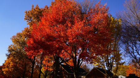 Autumn Glory - autumn beauty, beautiful flal, scenic fall, autumn glory