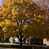 Autumn Trees