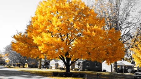 Autumn Glow - autumn day, yellow autumn, scenic autumn, Autumn Glow, beautiful autumn