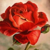 Beautiful Art Rose